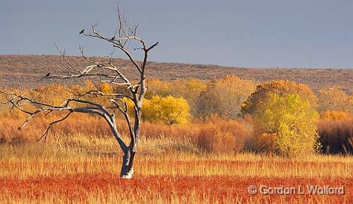 Bosque del Apache_72577.jpg - Photographed in the Bosque del Apache National Wildlife Refuge near San Antonio, New Mexico USA. 